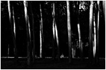 art photography &copy; Nick Chaldakov