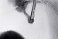 art photography &copy; Nick Chaldakov