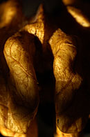art photography &copy; Nick Chaldakov