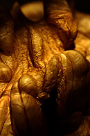 art photography &copy; Nick Chaldakov