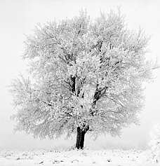 фотография Ник Чалдъков