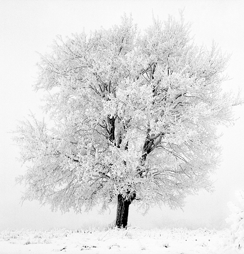 фотография © Ник Чалдъков